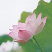 中内歌诀卡包封面