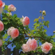 日语综合教程5-6卡包封面