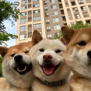 蜜题词条背诵版卡包封面
