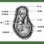 高中生物必修课内重点句合集卡包封面