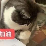 语言学纲要卡包封面