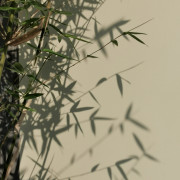 中国新闻史（中新史）必备名词和简答卡包封面