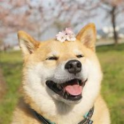 同济口修卡包封面