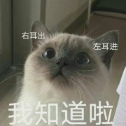 教资科二卡包封面