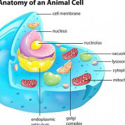 细胞生物学卡包封面