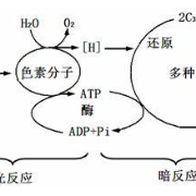 高中生物（必修一）知识点总结卡包封面