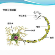 (超详)高中生物知识点归纳汇总卡包封面