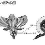 初中生物全部知识点总结卡包封面