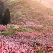 医学免疫学卡包封面
