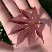 一级建造师（市政）卡包封面