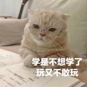 213翻译日语词汇卡包封面