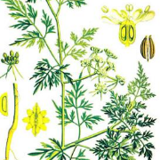 【中医典籍】食疗本草卡包封面