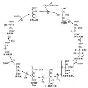 【生物化学】名词解释~140+学长制作卡包封面