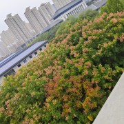 中外卡包封面