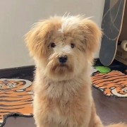 运动训练学2017版卡包封面