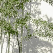 英语作文表达替换卡包封面