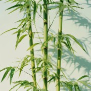 自然地理学卡包封面
