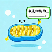 初中生物知识点填空题卡包封面