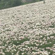 26年何龙吟200问卡包封面
