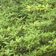 了解传统文化卡包封面